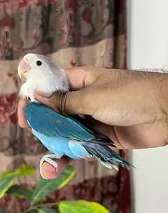 Lovebirds available Albino & opalines