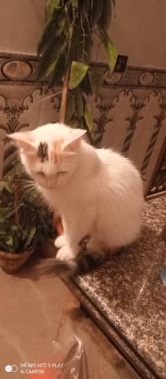 persian cat