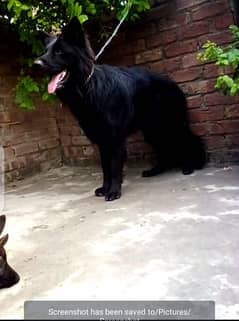 top quality black German Shepard male extreme long coat only for stud