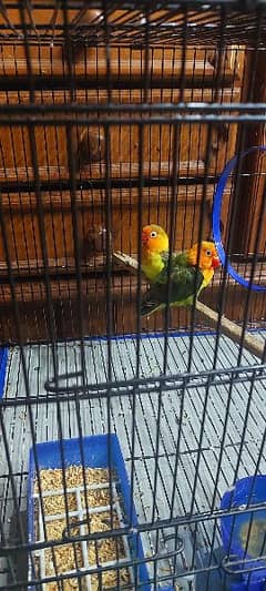 2 pairs parrot with big size cage