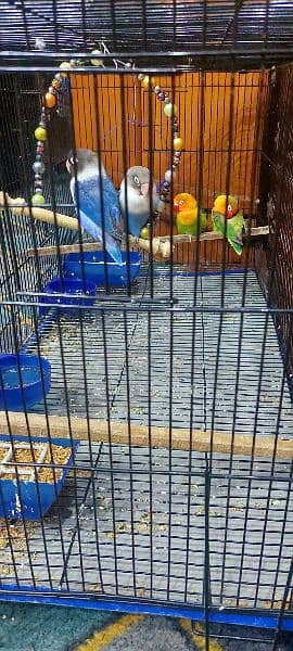 2 pairs parrot with big size cage 1