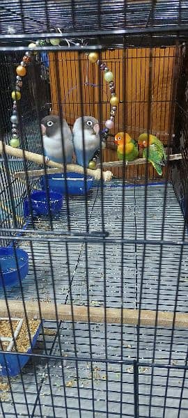 2 pairs parrot with big size cage 2