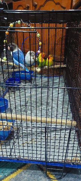 2 pairs parrot with big size cage 3