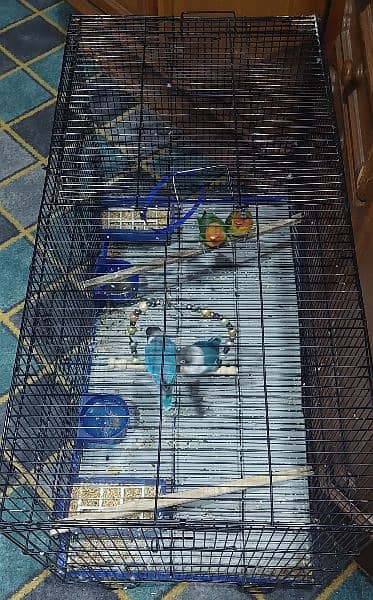 2 pairs parrot with big size cage 4