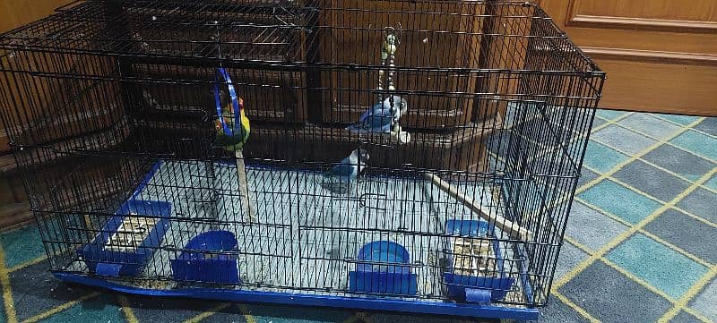 2 pairs parrot with big size cage 6