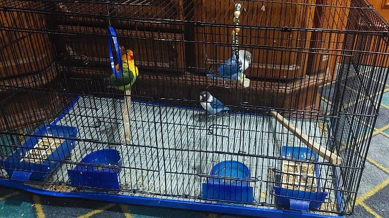 2 pairs parrot with big size cage 7