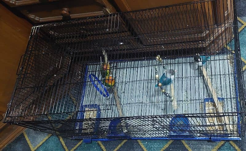 2 pairs parrot with big size cage 8