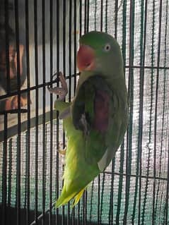 Raw Parrot Female