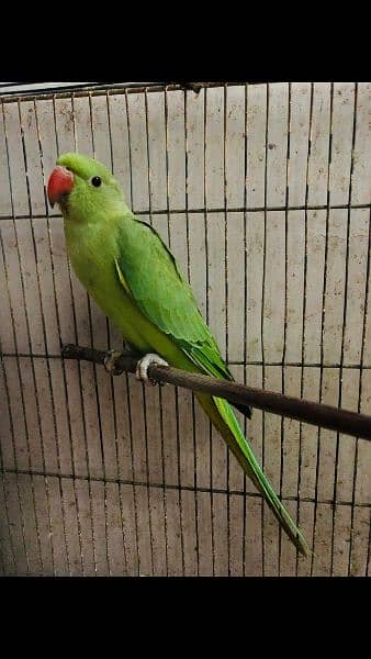 Ringneck parrot 1