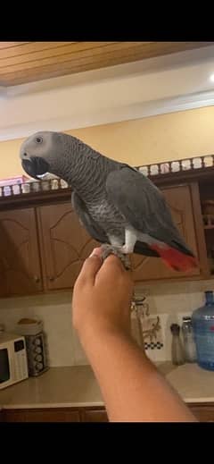 grey parrot red factor