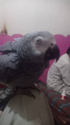 African grey