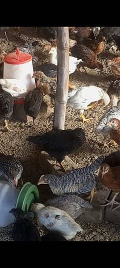 golden misri chicks nd. ib vaccinated 400 gram 03095641055 0