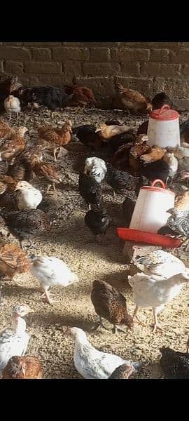 golden misri chicks nd. ib vaccinated 400 gram 03095641055 4