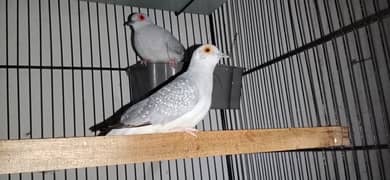 diamond doves breeder pair ( 2 pairs) exchange with bajri pairs