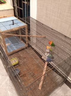 Birds with cage