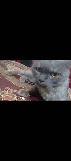 Persian male cat grey colour 0