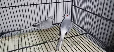 diamond dove pair also exchange with Australian parrot