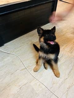 German Shepherd Female Puppy URGENT SALE 0