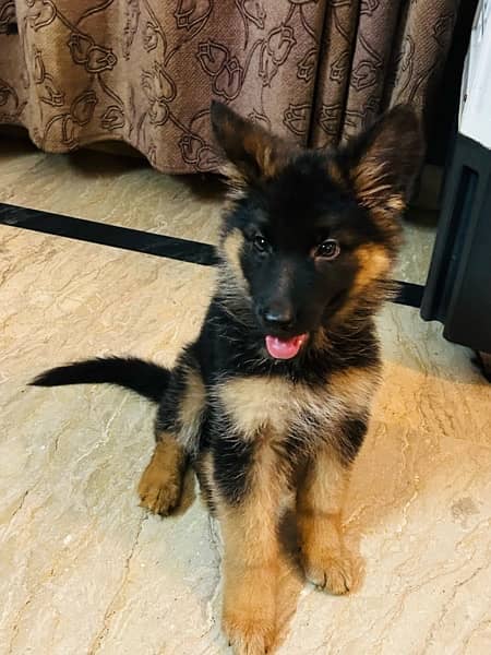 German Shepherd Female Puppy URGENT SALE 2