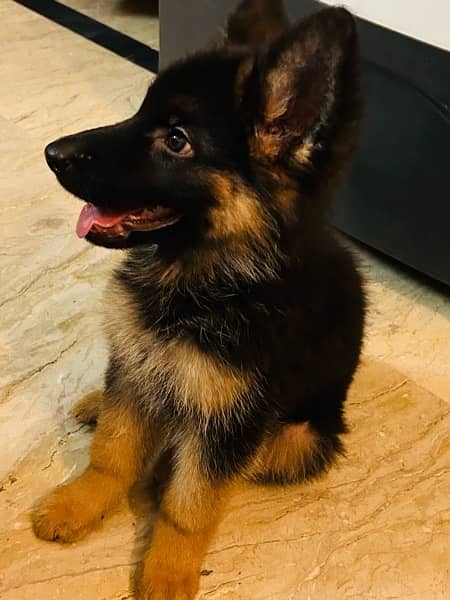 German Shepherd Female Puppy URGENT SALE 3