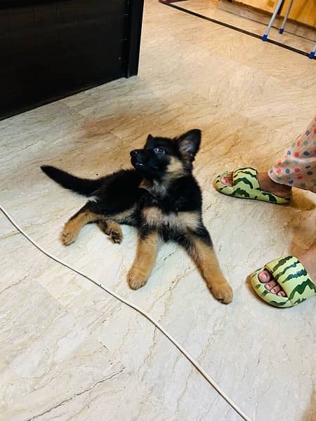 German Shepherd Female Puppy URGENT SALE 12