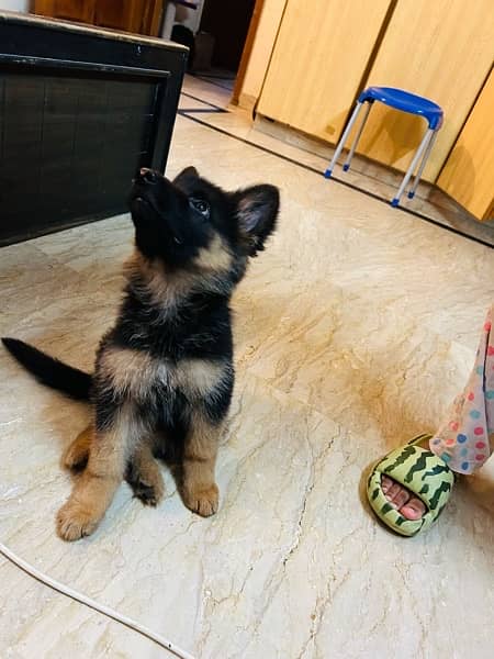 German Shepherd Female Puppy URGENT SALE 19