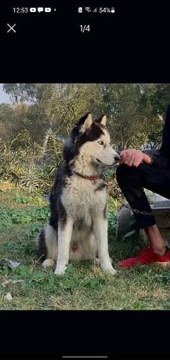 husky male