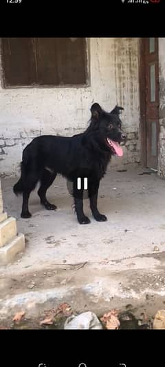 BLACK GERMAN FOR SALE