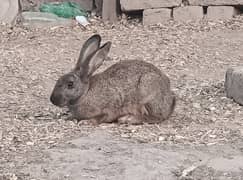 Rabbit