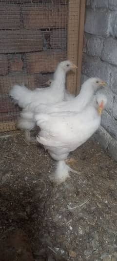 white buff chicks