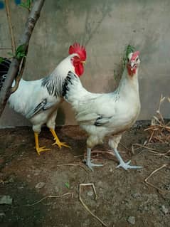 Light Sussex heritage egg laying pair | ayam cemani sliver tongue 0