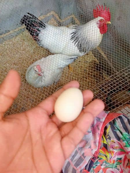 Light Sussex heritage egg laying pair | ayam cemani sliver tongue 1