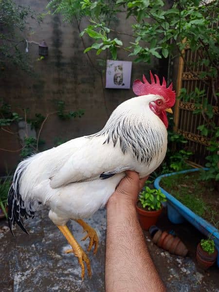 Light Sussex heritage egg laying pair | ayam cemani sliver tongue 2