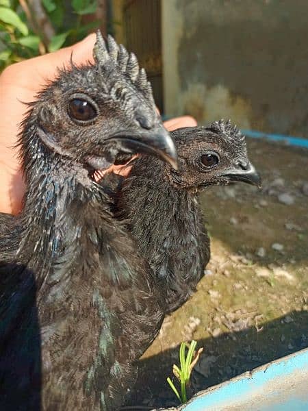 Light Sussex heritage egg laying pair | ayam cemani sliver tongue 3