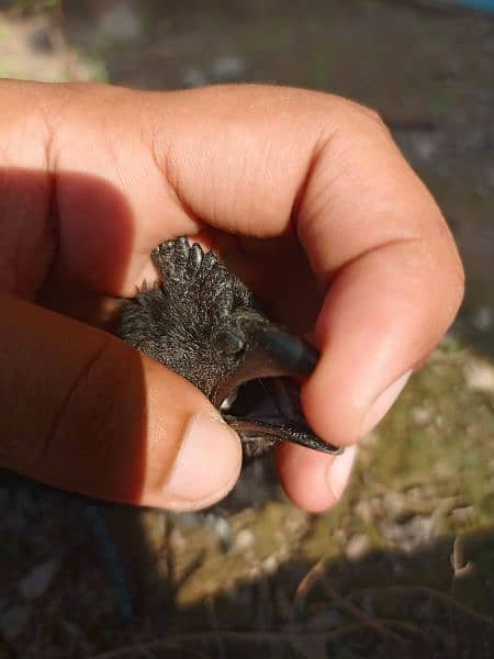 Light Sussex heritage egg laying pair | ayam cemani sliver tongue 4