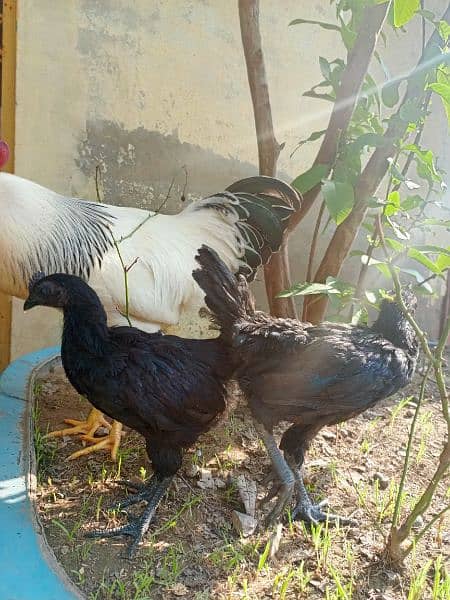 Light Sussex heritage egg laying pair | ayam cemani sliver tongue 5