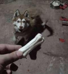 Female Husky 0