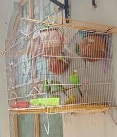 Australian parrots for sale with cage, 16 parrots