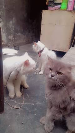 Persian Cats