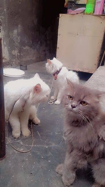 Persian Cats 0