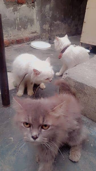 Persian Cats 1