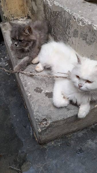 Persian Cats 2