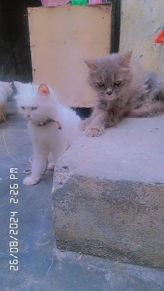 Persian Cats 5