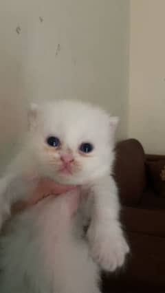 Persian kittens for sale