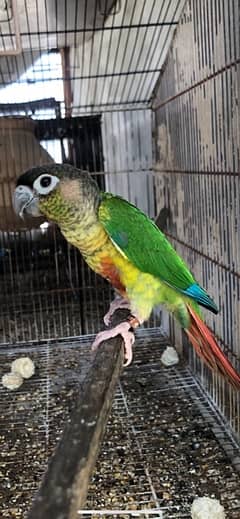 yellow sided conure breeder dna male