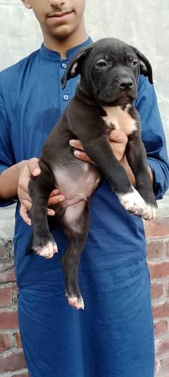 Pitbull puppies/American Pitbull puppies