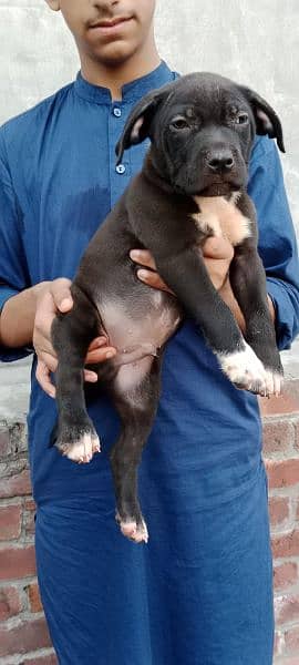 American Pitbull puppies/Pitbull puppies 2