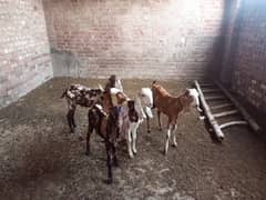 shera print bakra for sale 1 bakra 35k ka hisaab sa