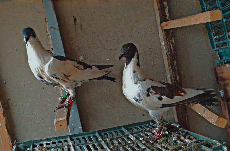 kabre pathy laka pair ghagra pair 1