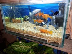 fish aquarium